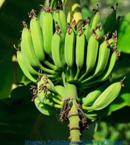 Banana